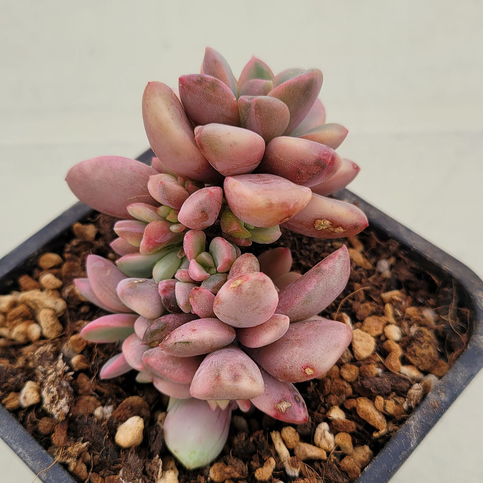 Thumbnail: Echeveria Pink Rezly variegated 
