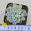 Thumbnail: Echeveria Jelly Angel 
