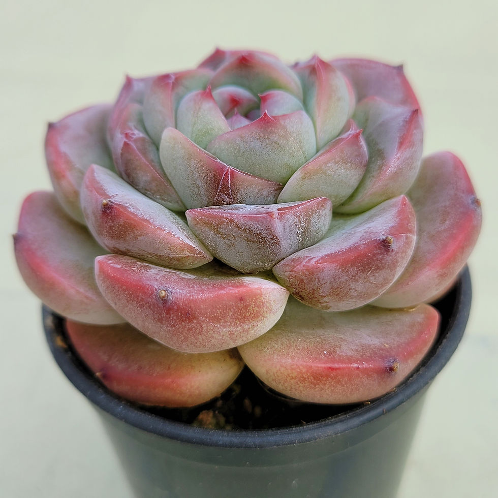 Thumbnail: Echeveria sp
