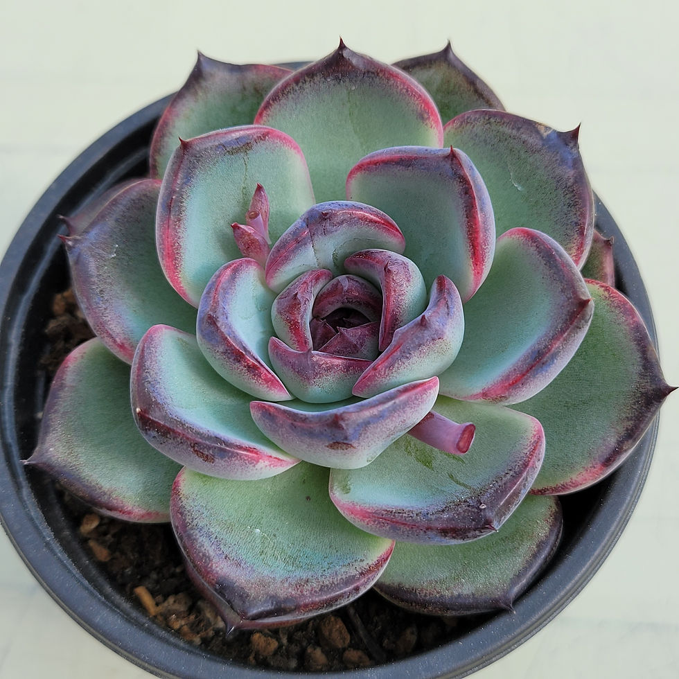 Thumbnail: Echeveria Black Tan 