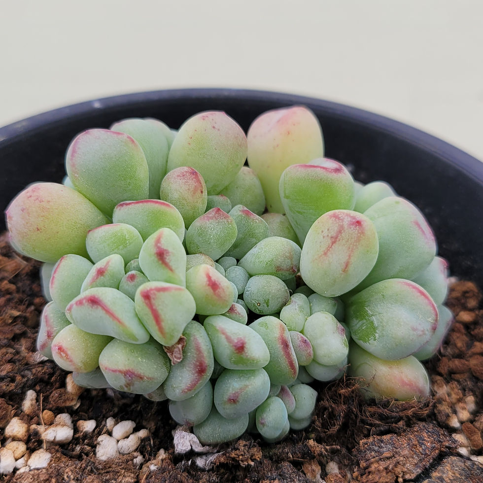 Thumbnail: Echeveria Heart Ball 