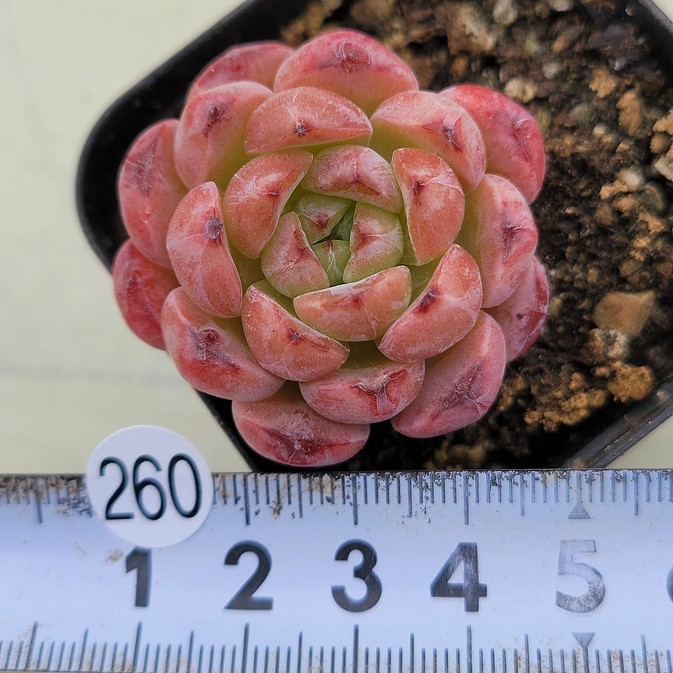 Thumbnail: Echeveria Meteor 
