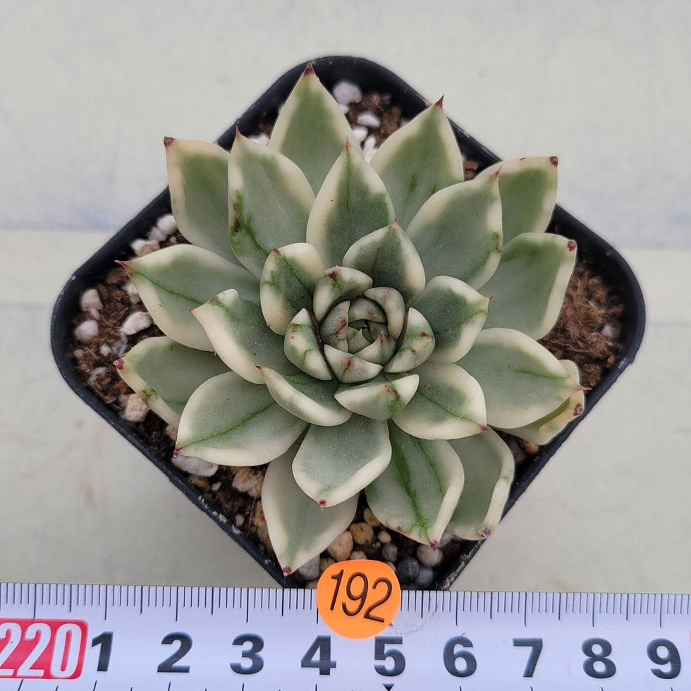 Thumbnail: Echeveria Sakura variegated 