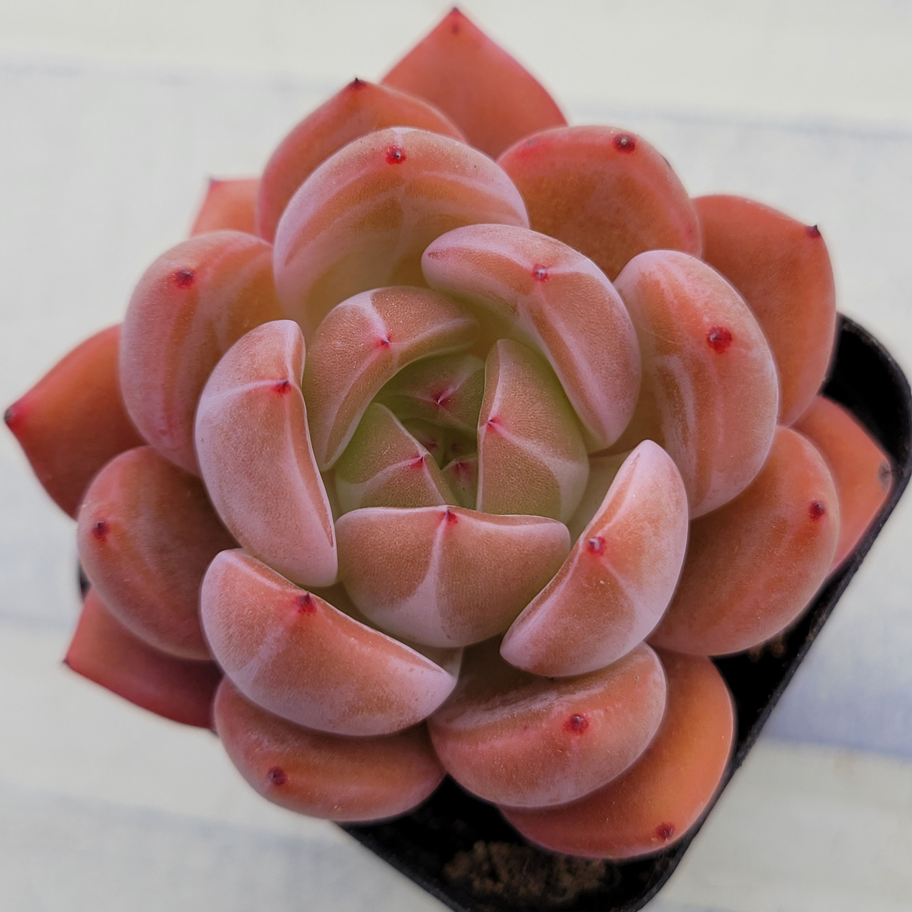 Echeveria Sharman 