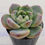Thumbnail: Echeveria Rolling stone 