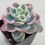 Thumbnail: Echeveria Pink Vera variegated 