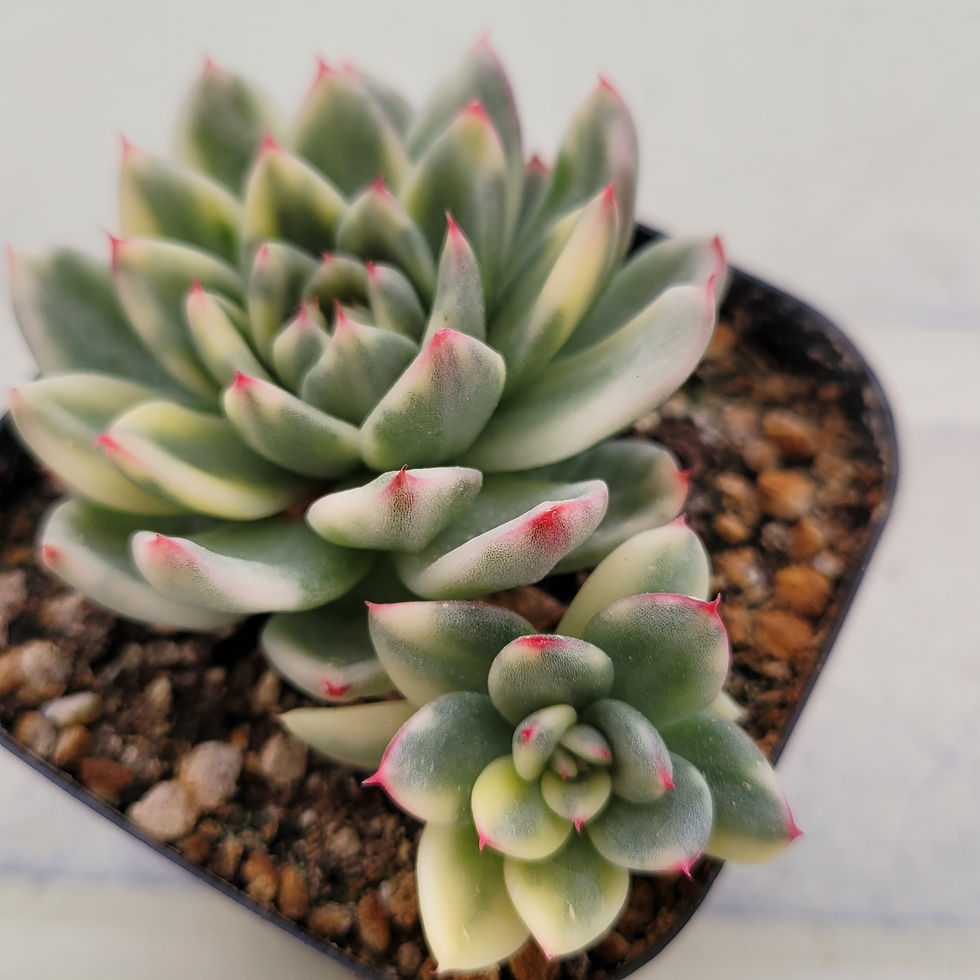 Thumbnail: Echeveria Royal Chanel variegated 