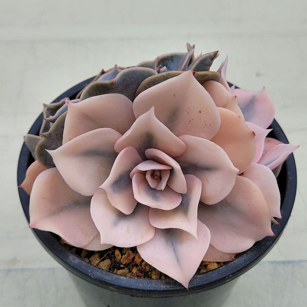Thumbnail: Echeveria Pollux variegated 