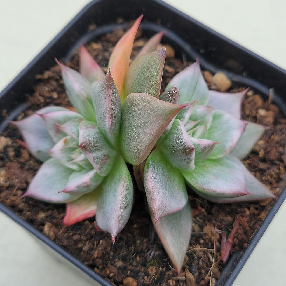 Thumbnail: Echeveria Wise Maria variegated 