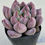 Thumbnail: Echeveria Pena 
