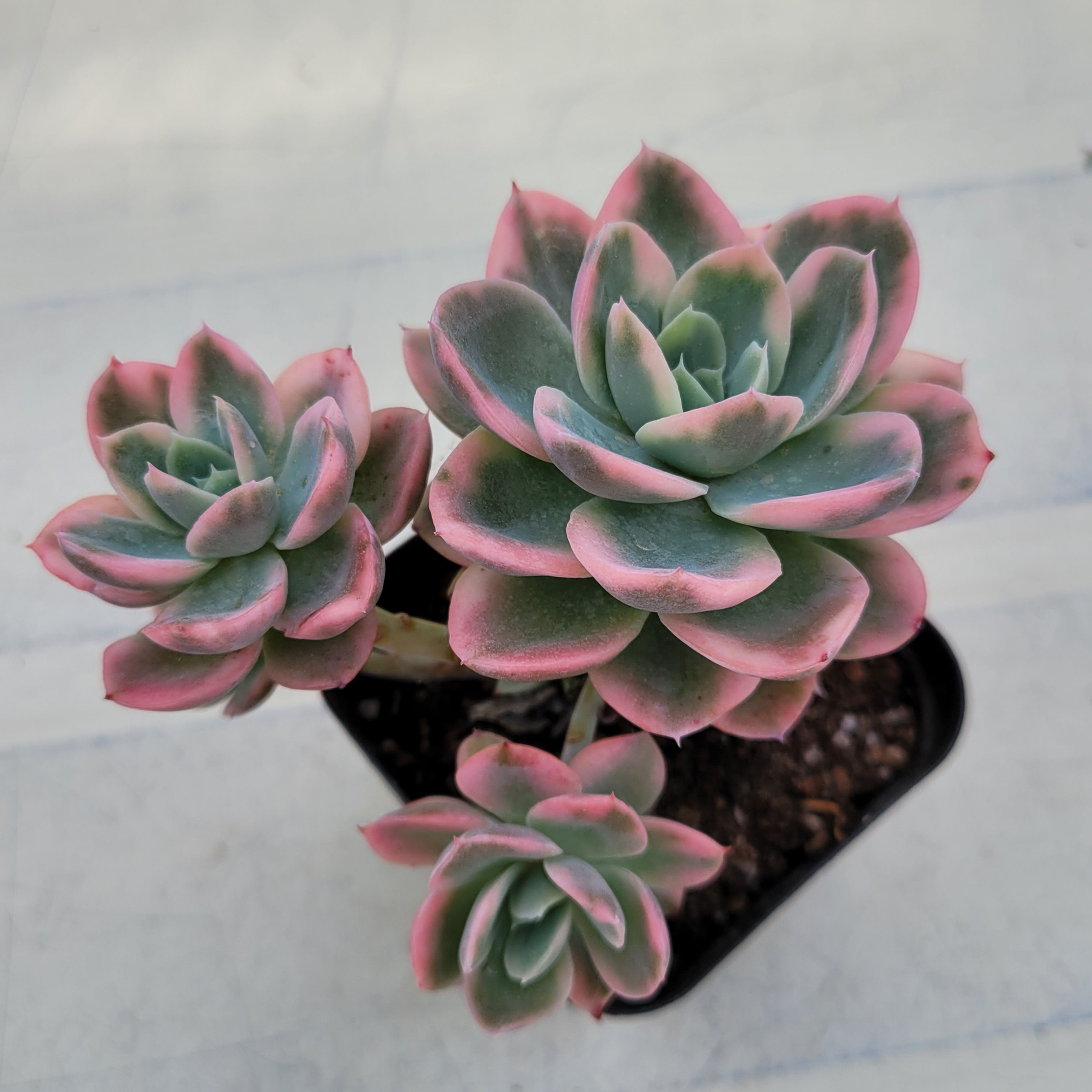 Echeveria Pink Vera variegated 