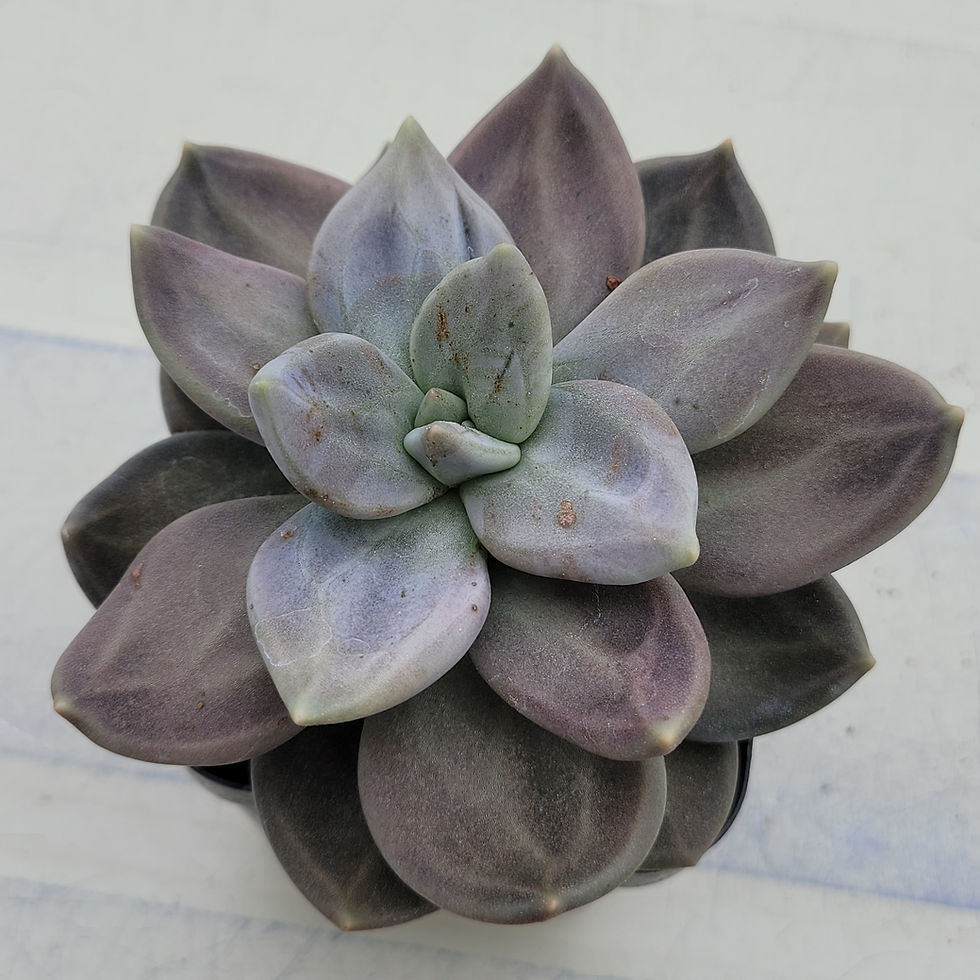 Thumbnail: Echeveria Xichuensis 