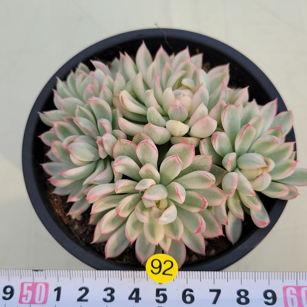 Thumbnail: Echeveria Mebina variegated 