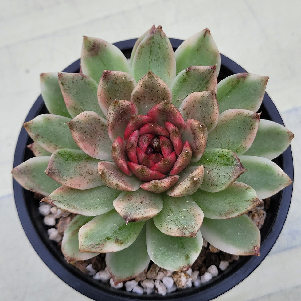 Thumbnail: Echeveria Blood Soul 
