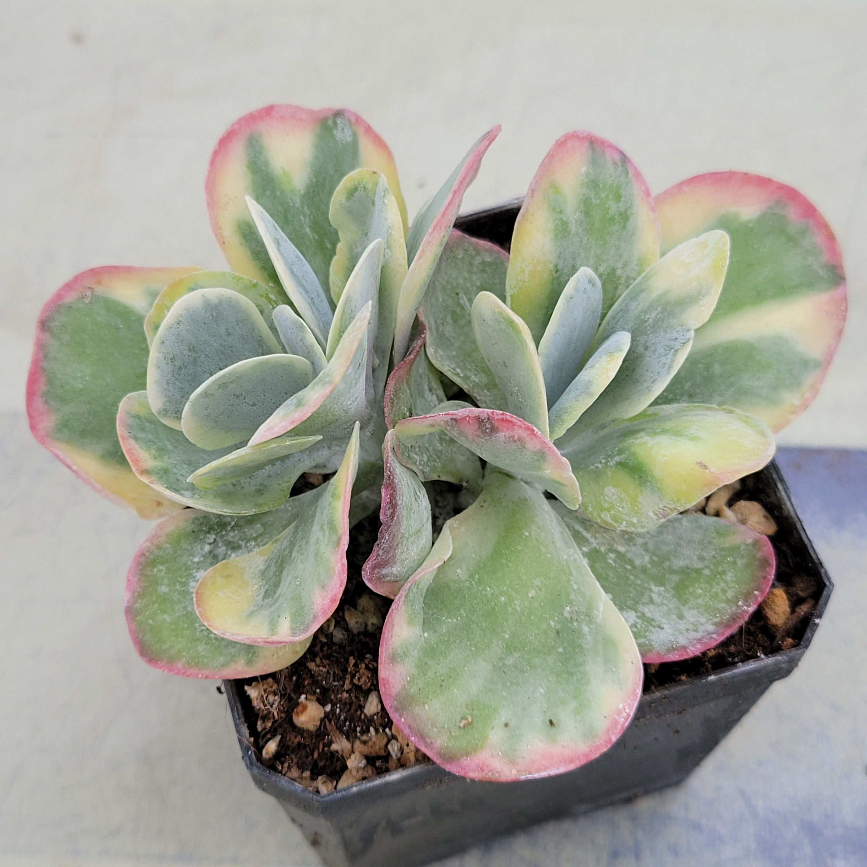 Kalanchoe Thysifolia variegated 