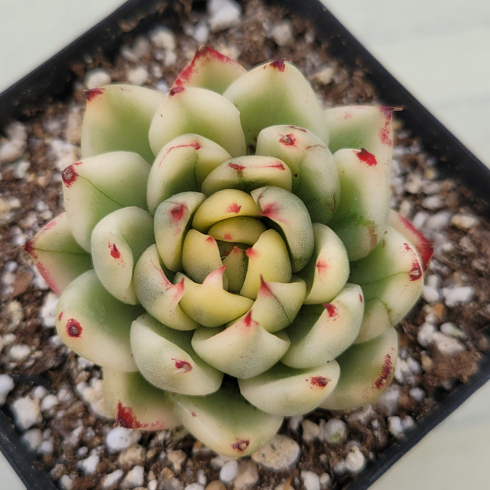 Thumbnail: Echeveria Cream Marble variegated 