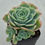 Thumbnail: Echeveria Pink Ace variegated cluster 