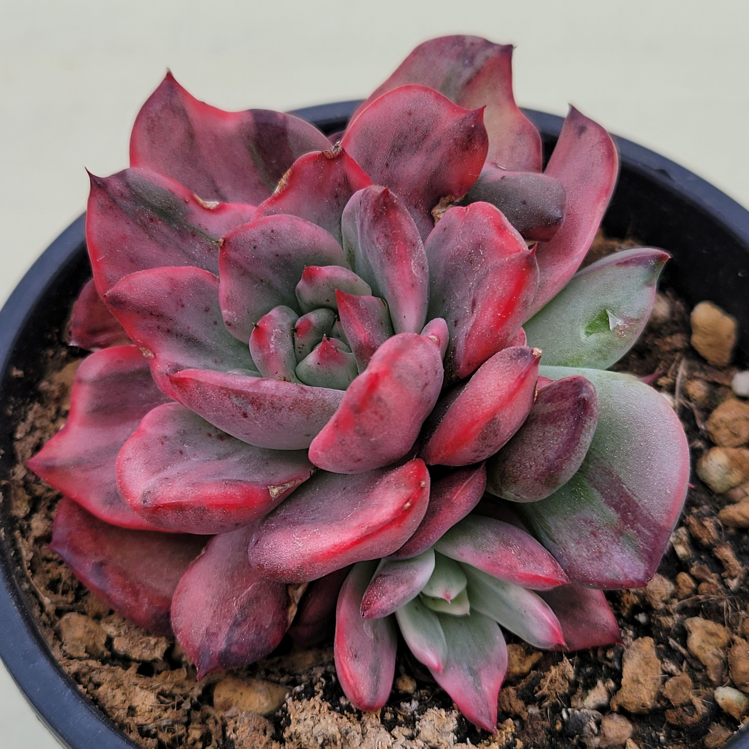 Echeveria Reason variegated 