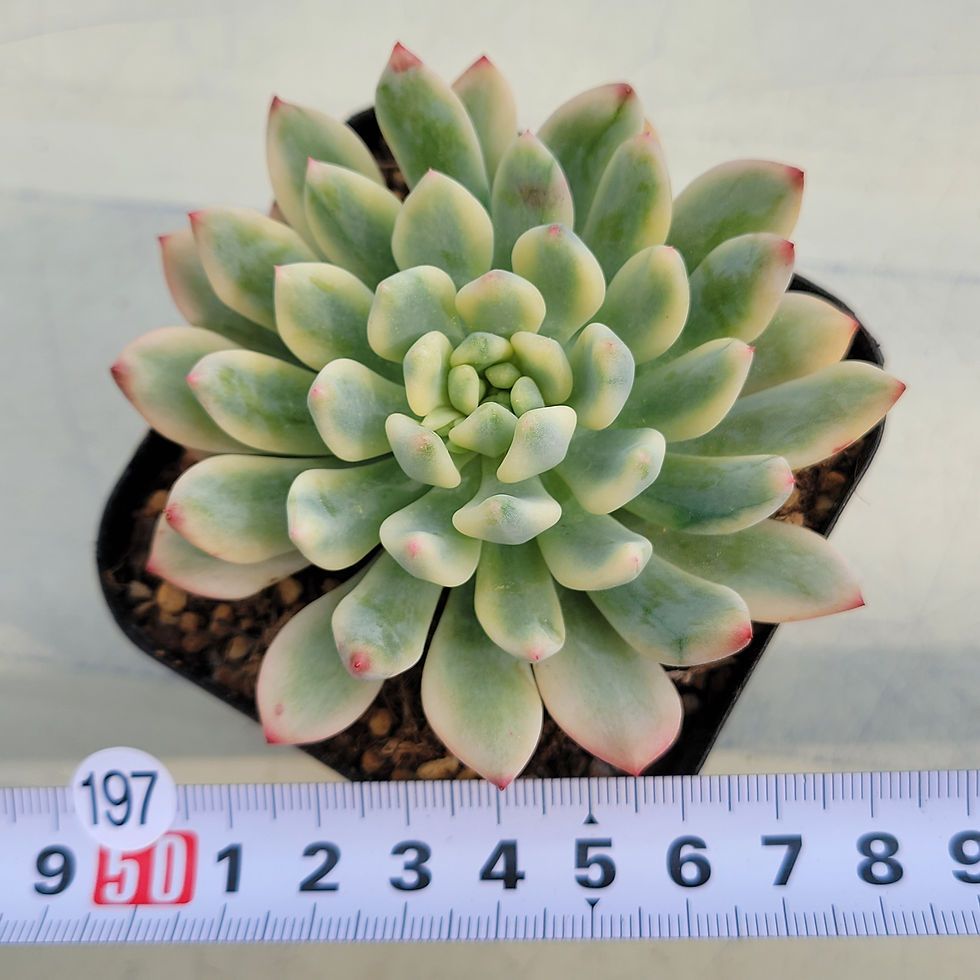 Thumbnail: Echeveria Blue Elf variegated 