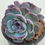 Thumbnail: Echeveria Dark Opal 