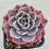 Thumbnail: Echeveria Amista variegated 