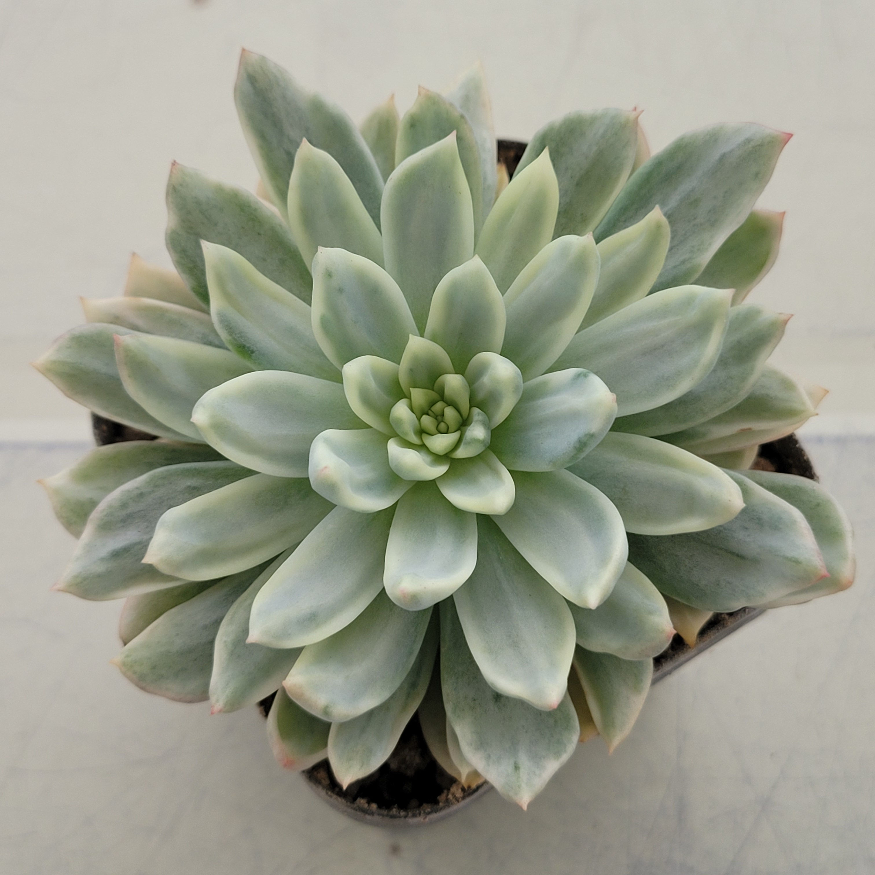 Echeveria Secret variegated 