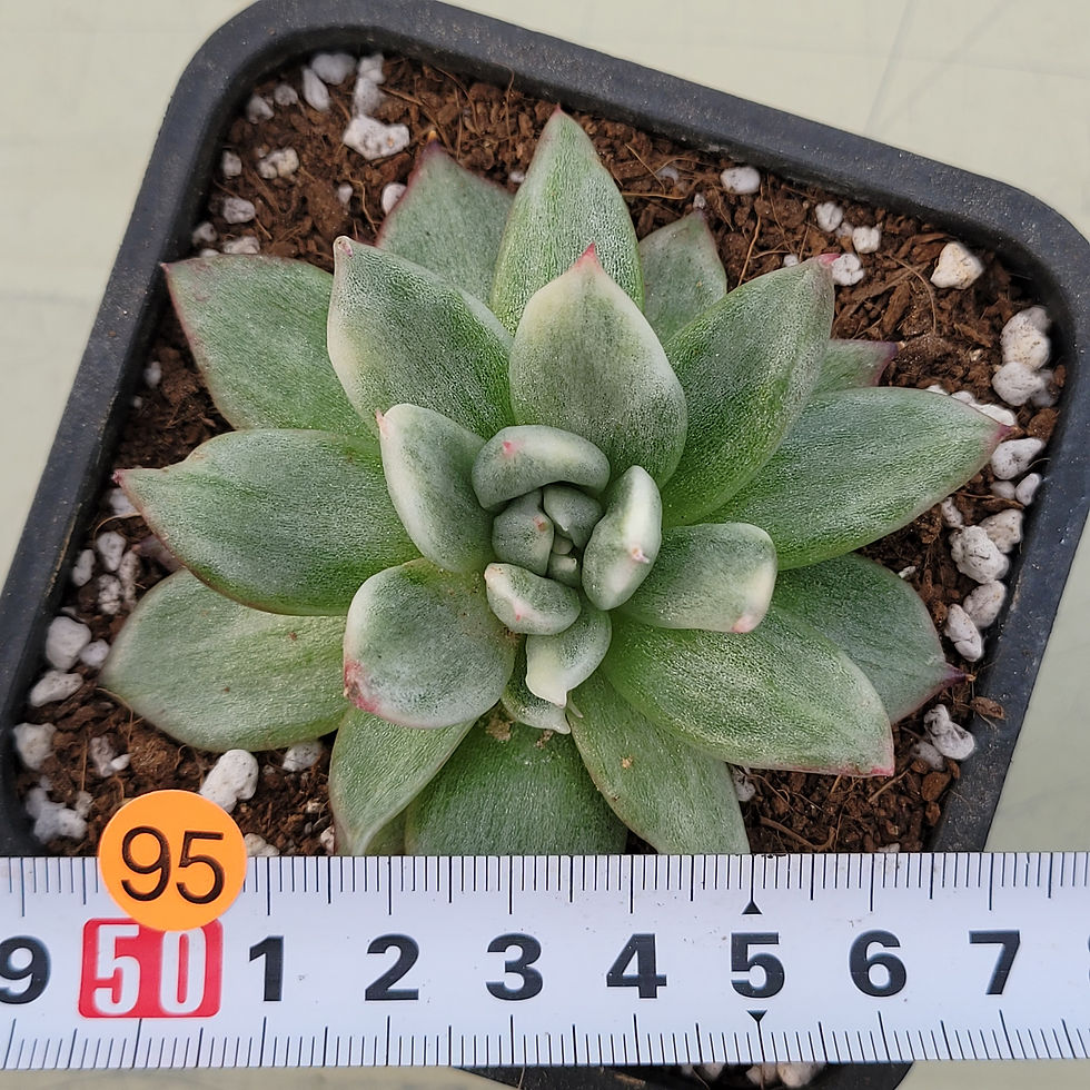 Thumbnail: Echeveria Blue Jean variegated 