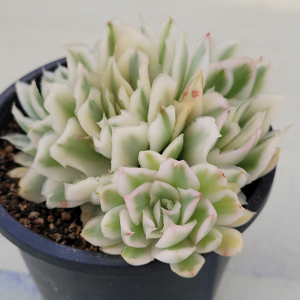 Thumbnail: Echeveria White Princess variegated cluster 