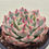 Thumbnail: Echeveria Chihuahuaensis variegated 