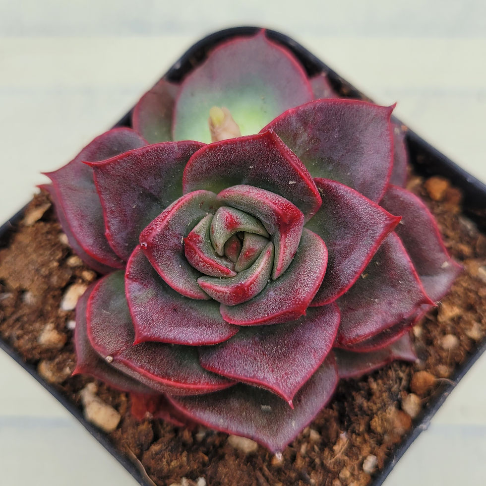 Thumbnail: Echeveria love apple 