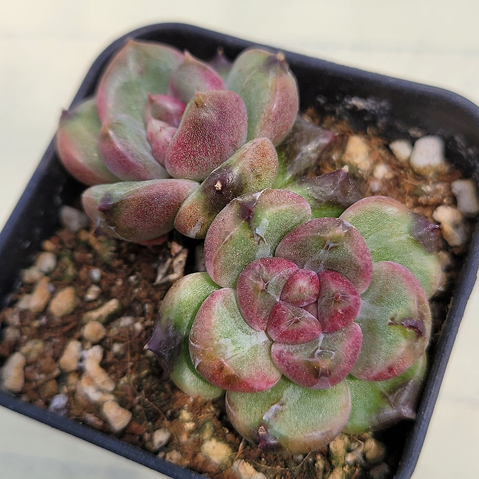 Thumbnail: Echeveria Stone Henge 