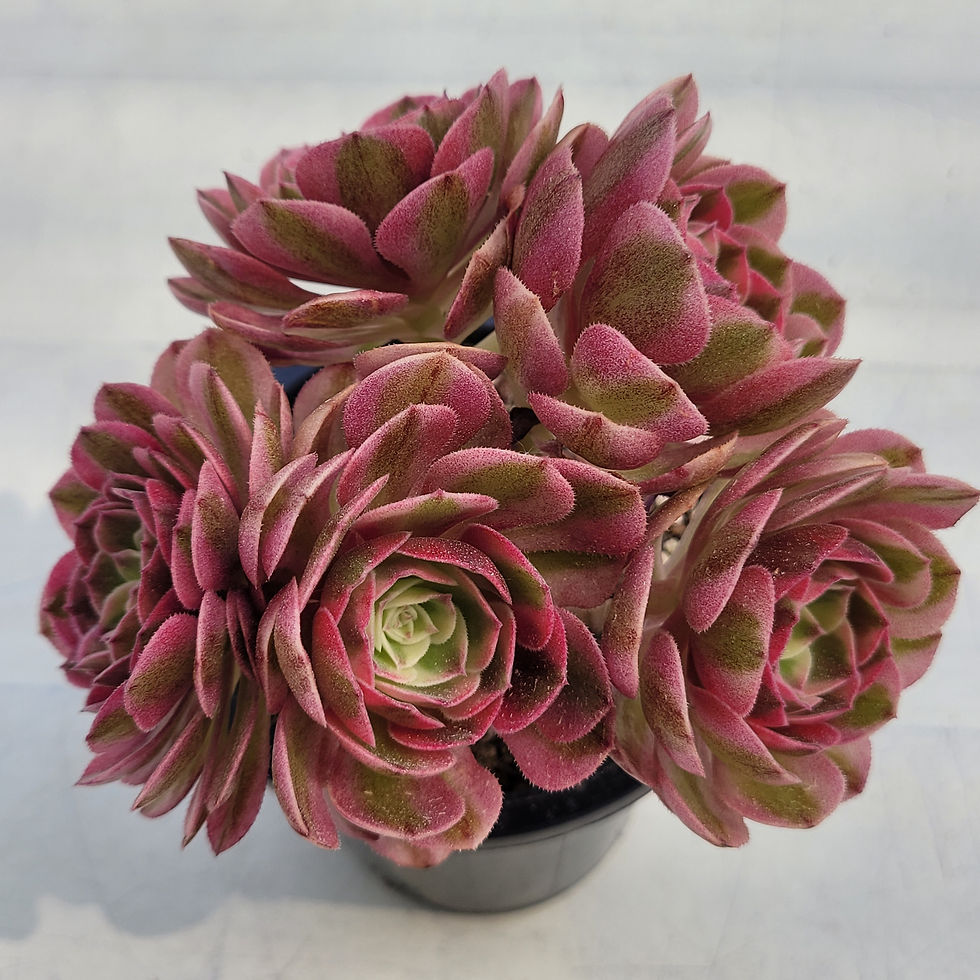 Thumbnail: Aeonium Pink Angel variegated 