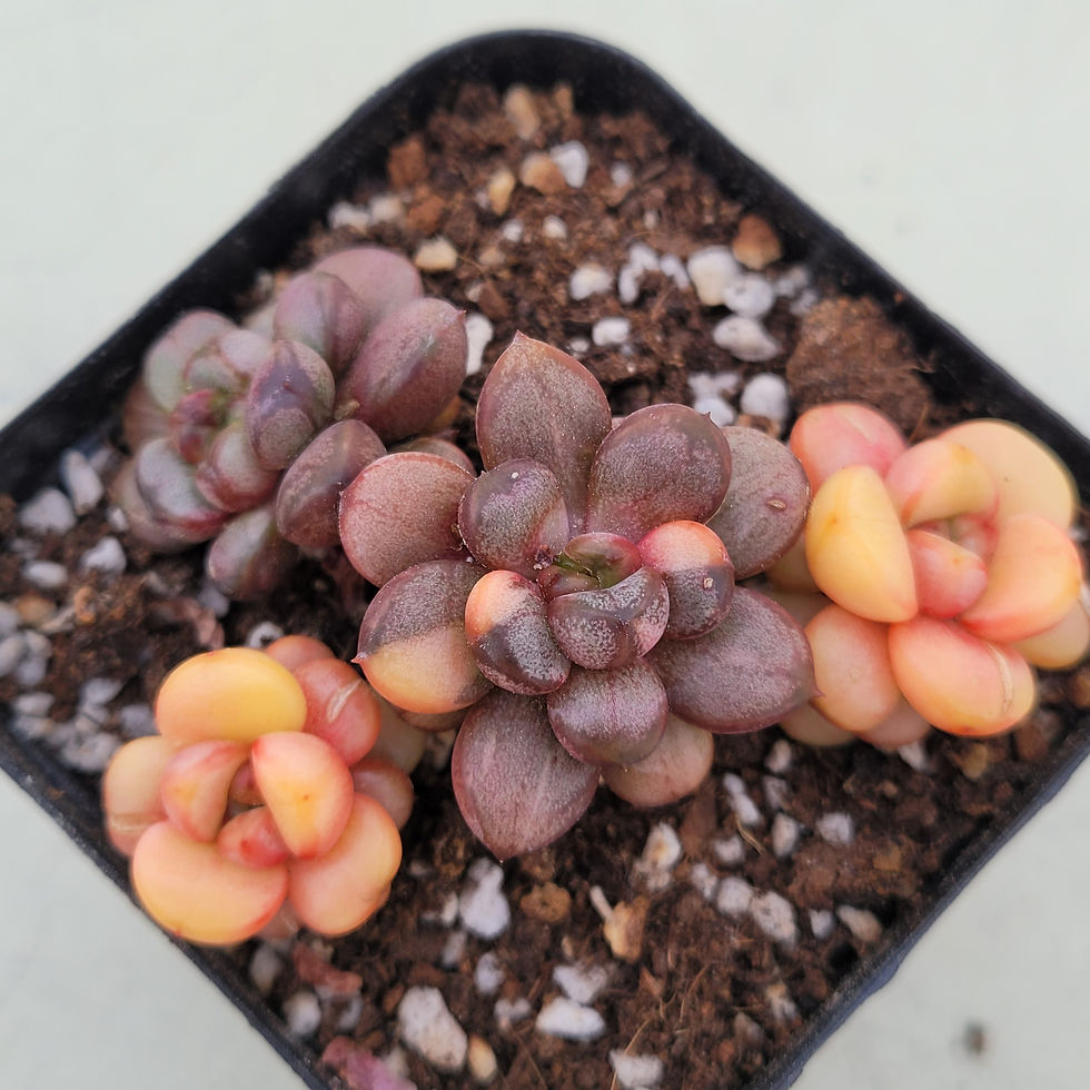 Thumbnail: Graptoveria Ametum variegated 