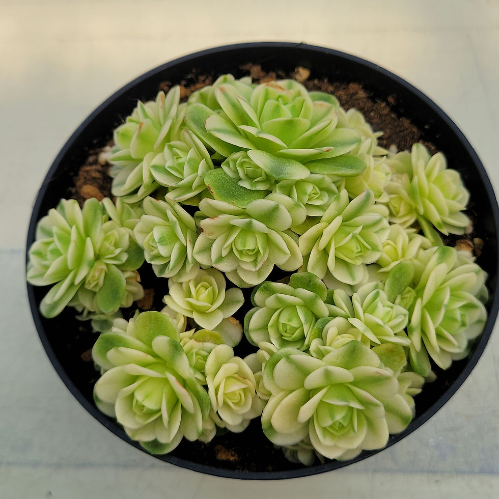 Thumbnail: Greenovia Cat's Eye variegated 