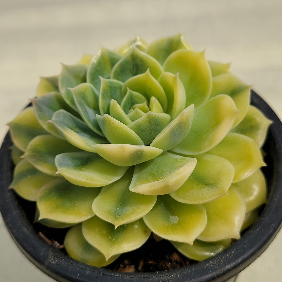 Thumbnail: Echeveria Onslow Yellow variegated 