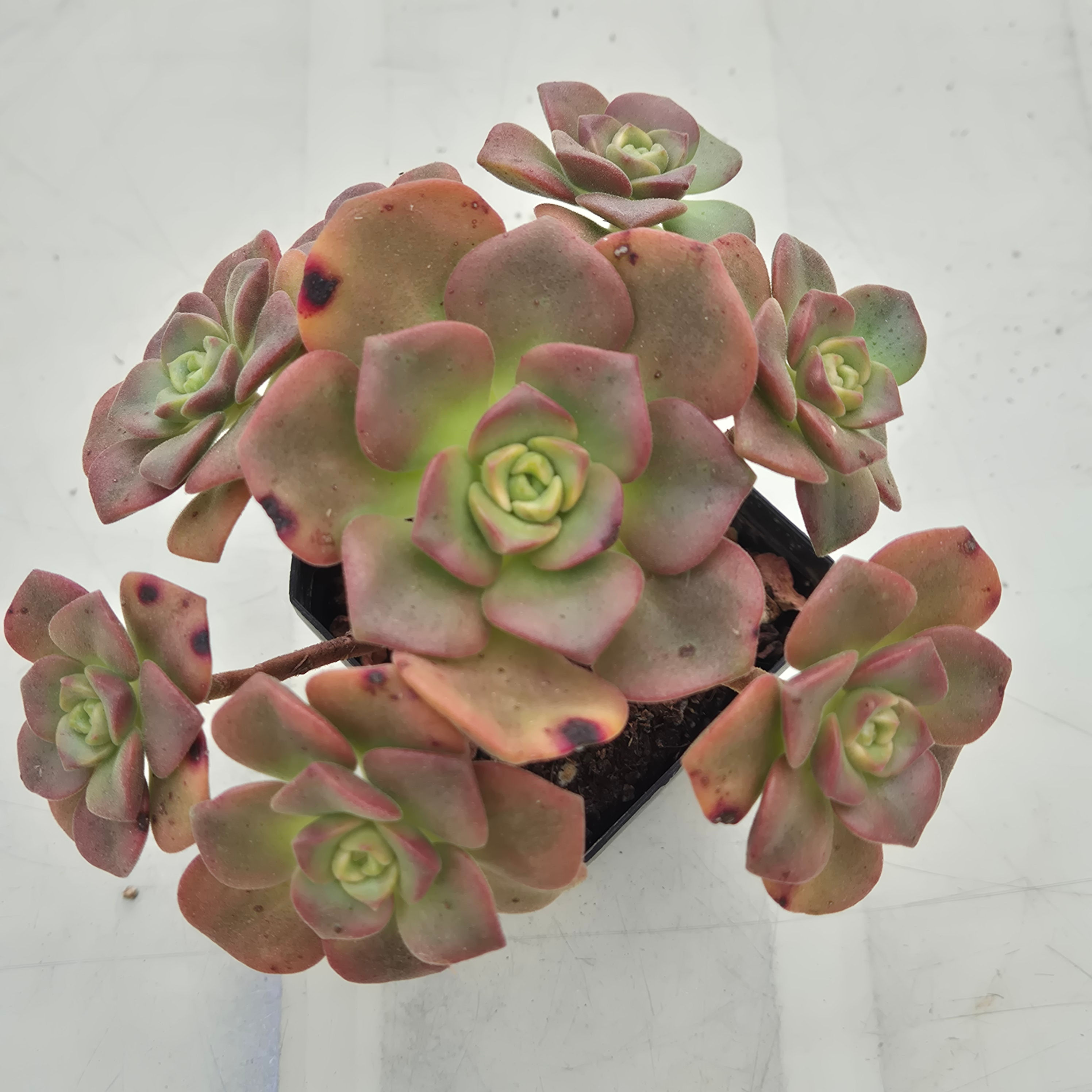 Aeonium lilypad variegated cluster 