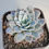 Thumbnail: Echeveria Jelly Angel 