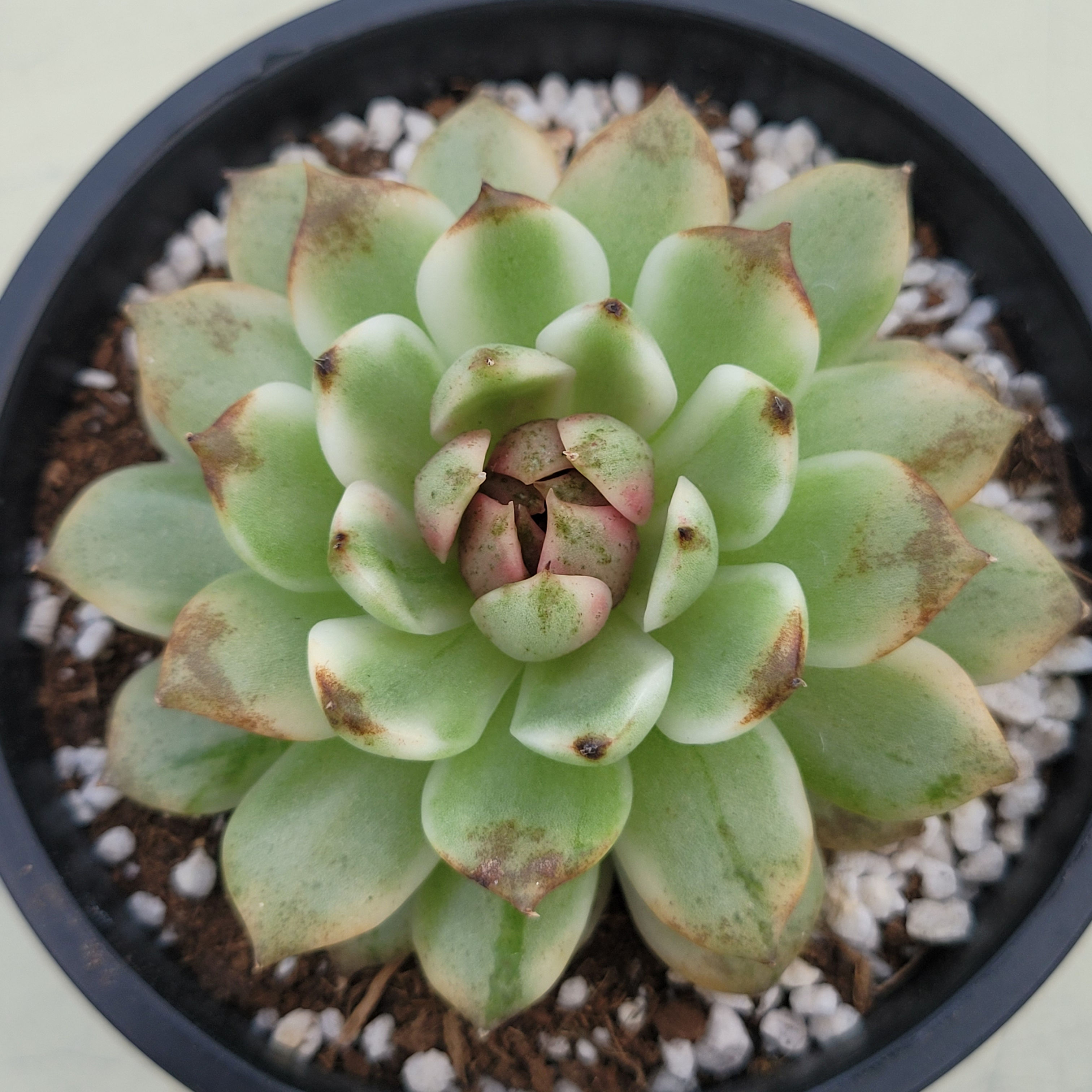 Echeveria Blood Soul variegated 