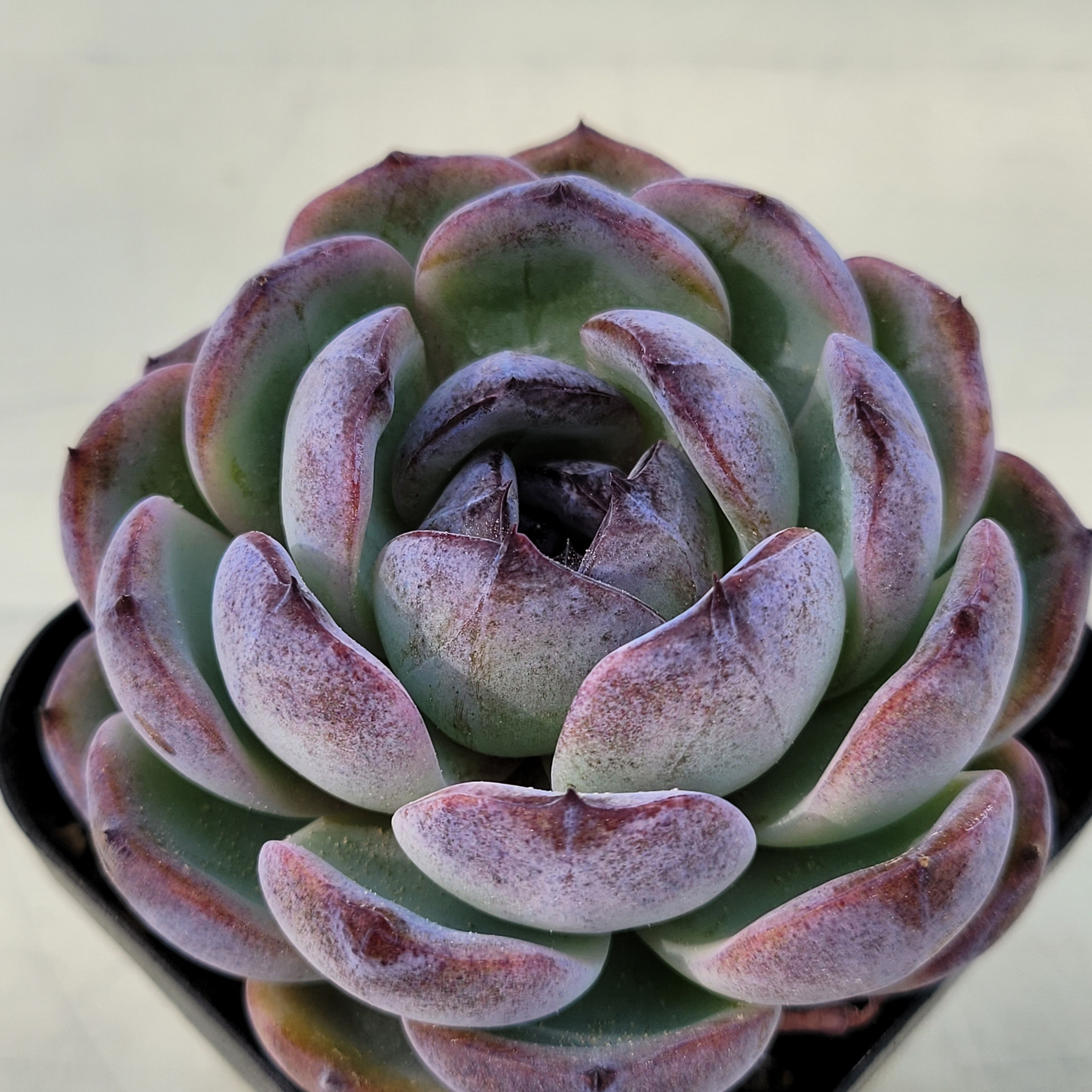 Echeveria Dark Opal 
