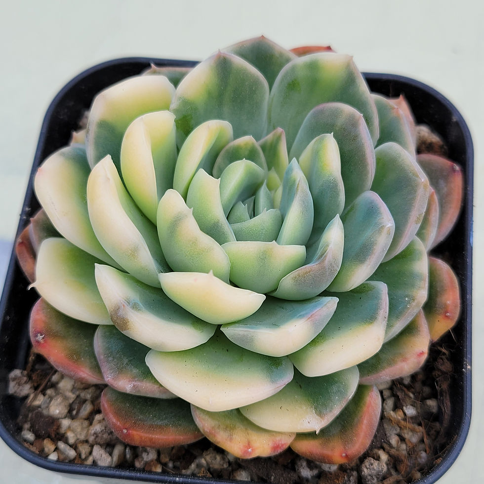 Thumbnail: Echeveria Super Elegance variegated 