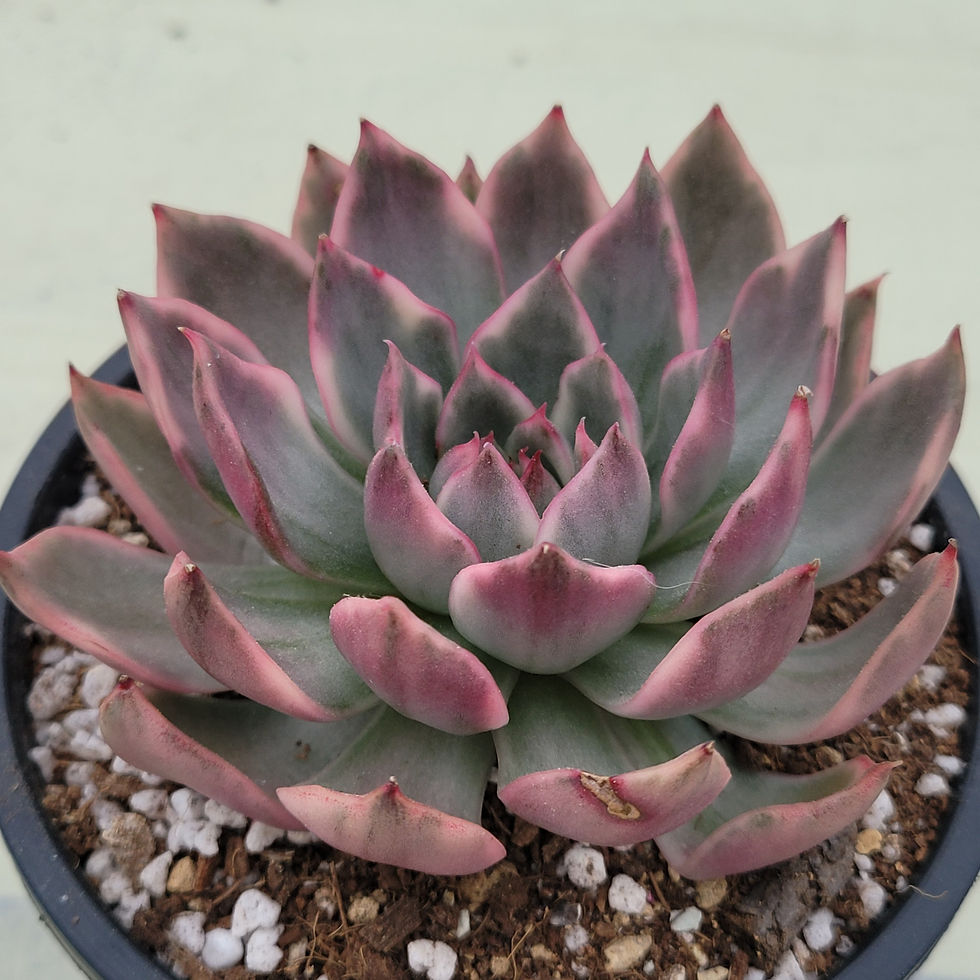 Thumbnail: Echeveria Pyoryang variegated 