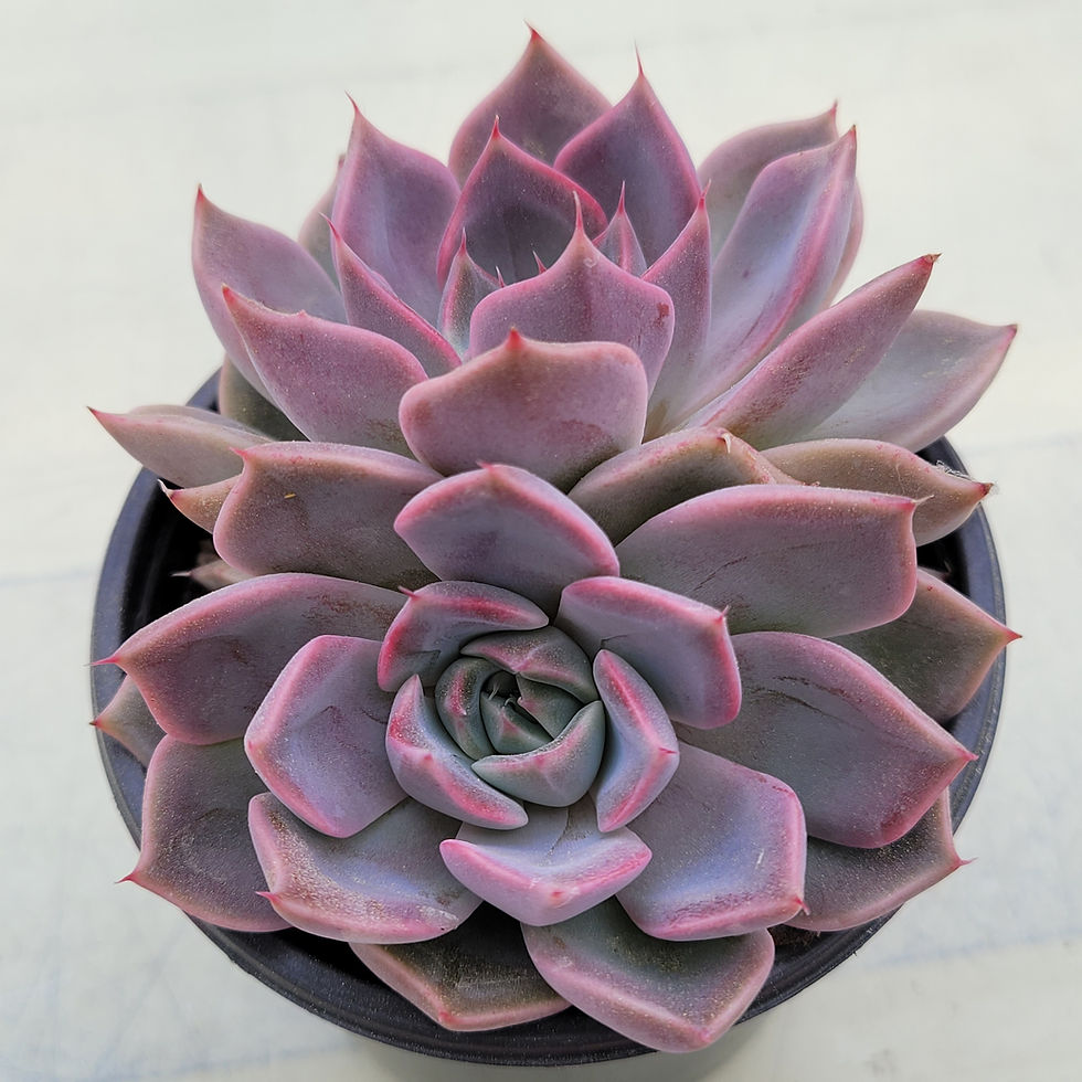 Thumbnail: Echeveria Pink Dior 
