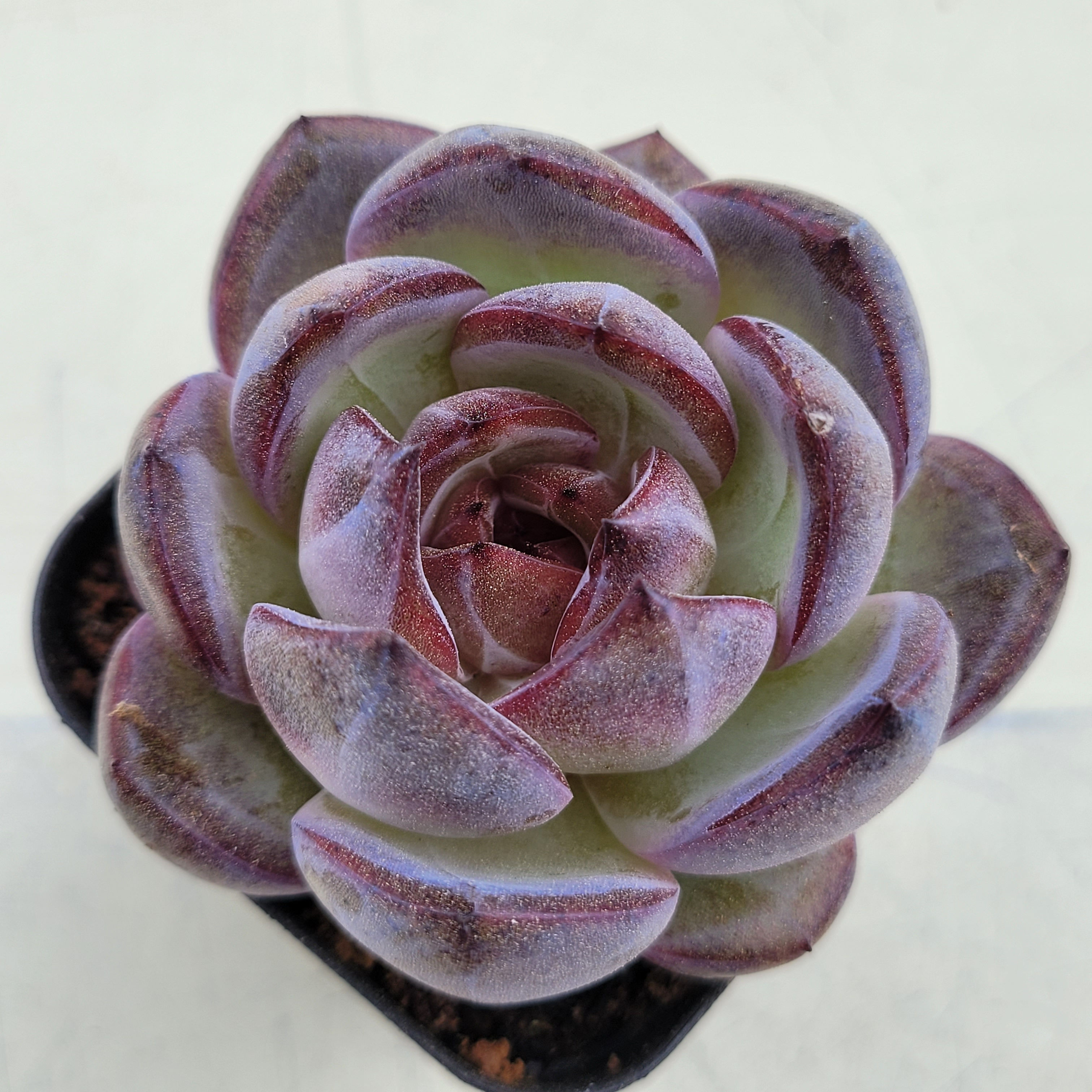 Echeveria Odette 