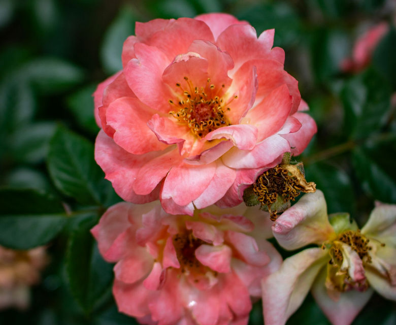 A couple of pink flowers sitting on top of a green bush
