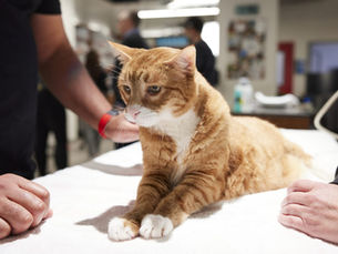 How to Tell if Your Cat Has a Broken Tail