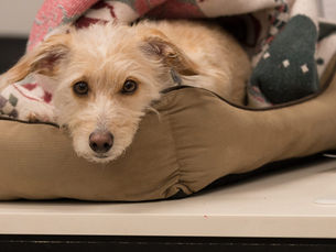 Top 7 Back to School Safety Tips for Your Pet