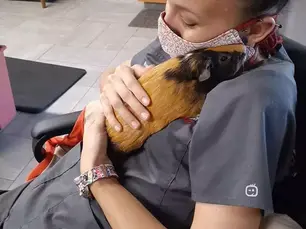 Is Your Bunny or Guinea Pig Not Pooping?