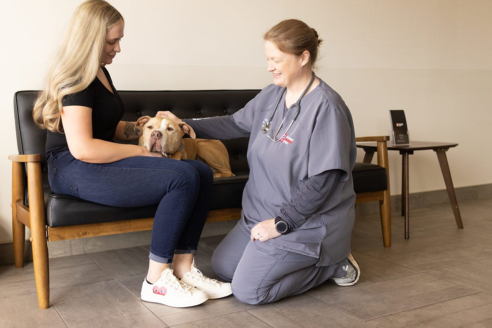 Snapshot of Canine Anxiety And Depression Treatment