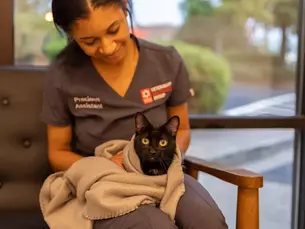 What to do When a Cat is Having a Seizure