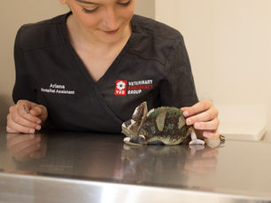 Fractured Bones in Reptiles: Symptoms and Treatment